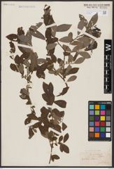 Foto von Salix aurita L. x Salix cinerea L.